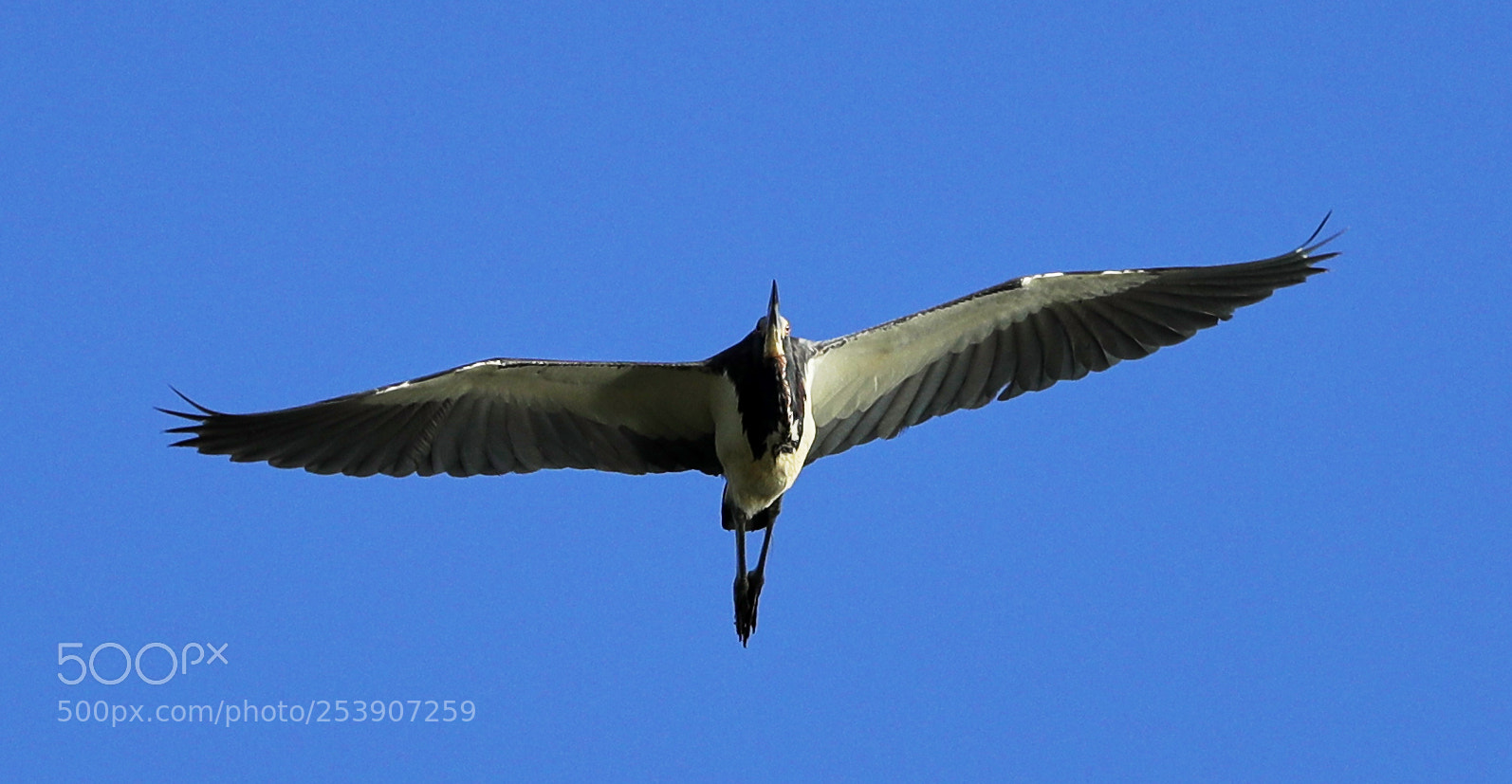 Canon EOS-1D X Mark II sample photo. 04-16-18-0012891.jpg photography