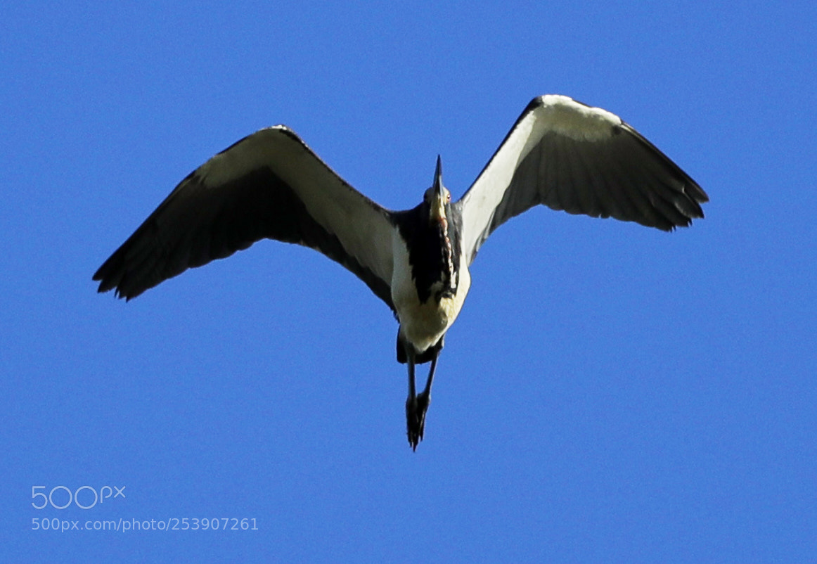 Canon EOS-1D X Mark II sample photo. 04-16-18-0012890.jpg photography