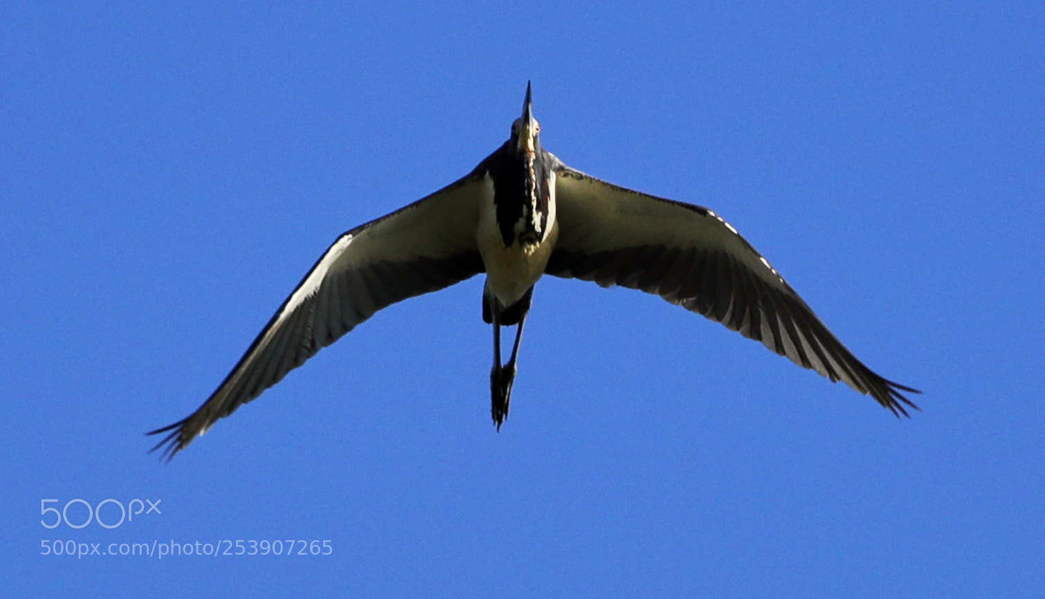 Canon EOS-1D X Mark II sample photo. 04-16-18-0012889.jpg photography