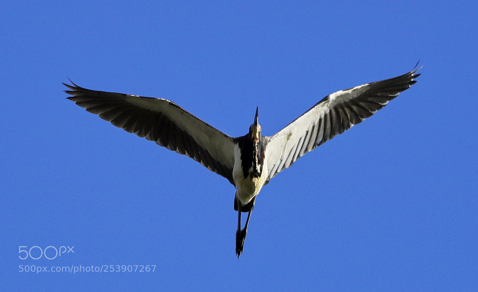Canon EOS-1D X Mark II sample photo. 04-16-18-0012888.jpg photography