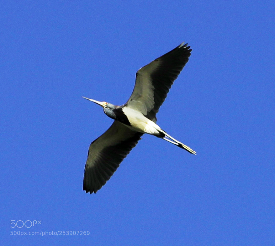 Canon EOS-1D X Mark II sample photo. 04-16-18-0012887.jpg photography