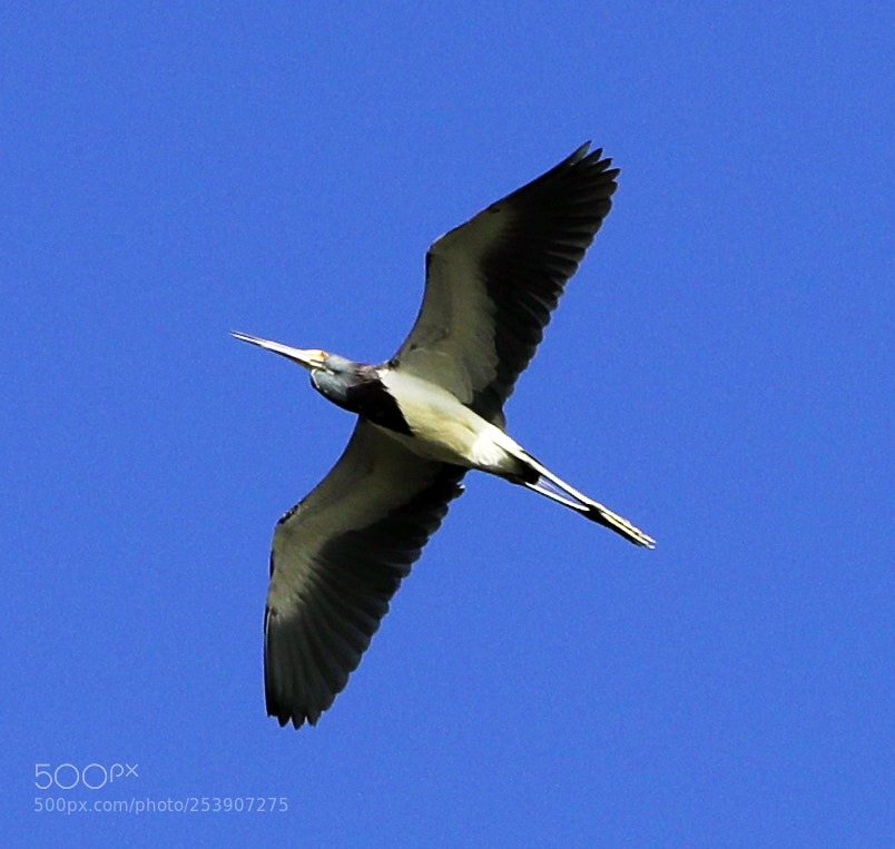 Canon EOS-1D X Mark II sample photo. 04-16-18-0012886.jpg photography