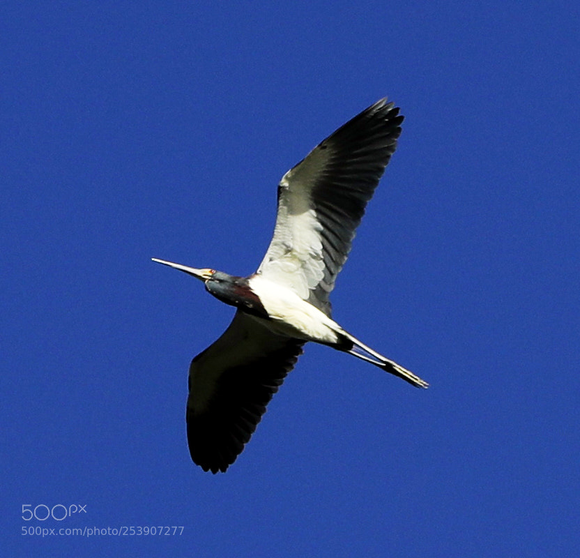 Canon EOS-1D X Mark II sample photo. 04-16-18-0012885.jpg photography