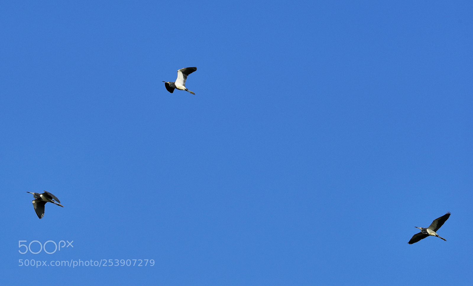 Canon EOS-1D X Mark II sample photo. 04-16-18-0012884.jpg photography