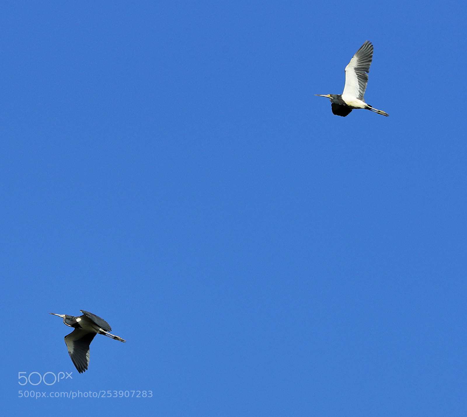 Canon EOS-1D X Mark II sample photo. 04-16-18-0012883.jpg photography
