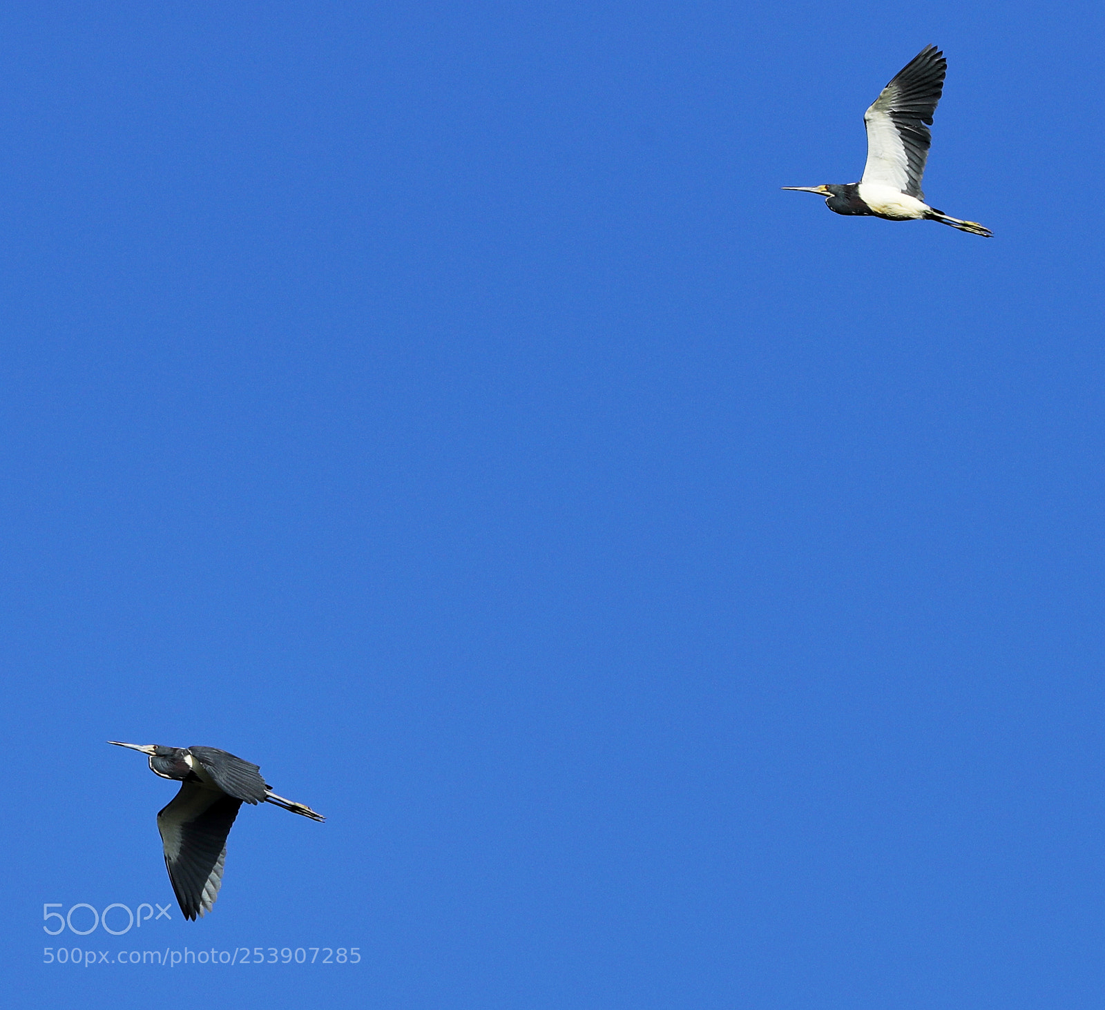 Canon EOS-1D X Mark II sample photo. 04-16-18-0012882.jpg photography