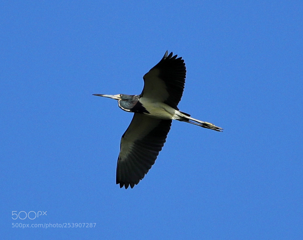 Canon EOS-1D X Mark II sample photo. 04-16-18-0012881 1.jpg photography
