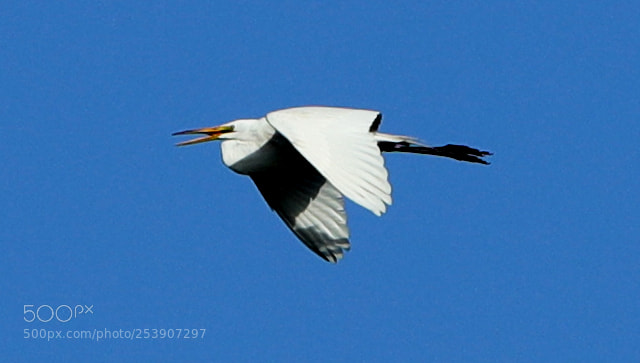 Canon EOS-1D X Mark II sample photo. 04-16-18-0012880.jpg photography