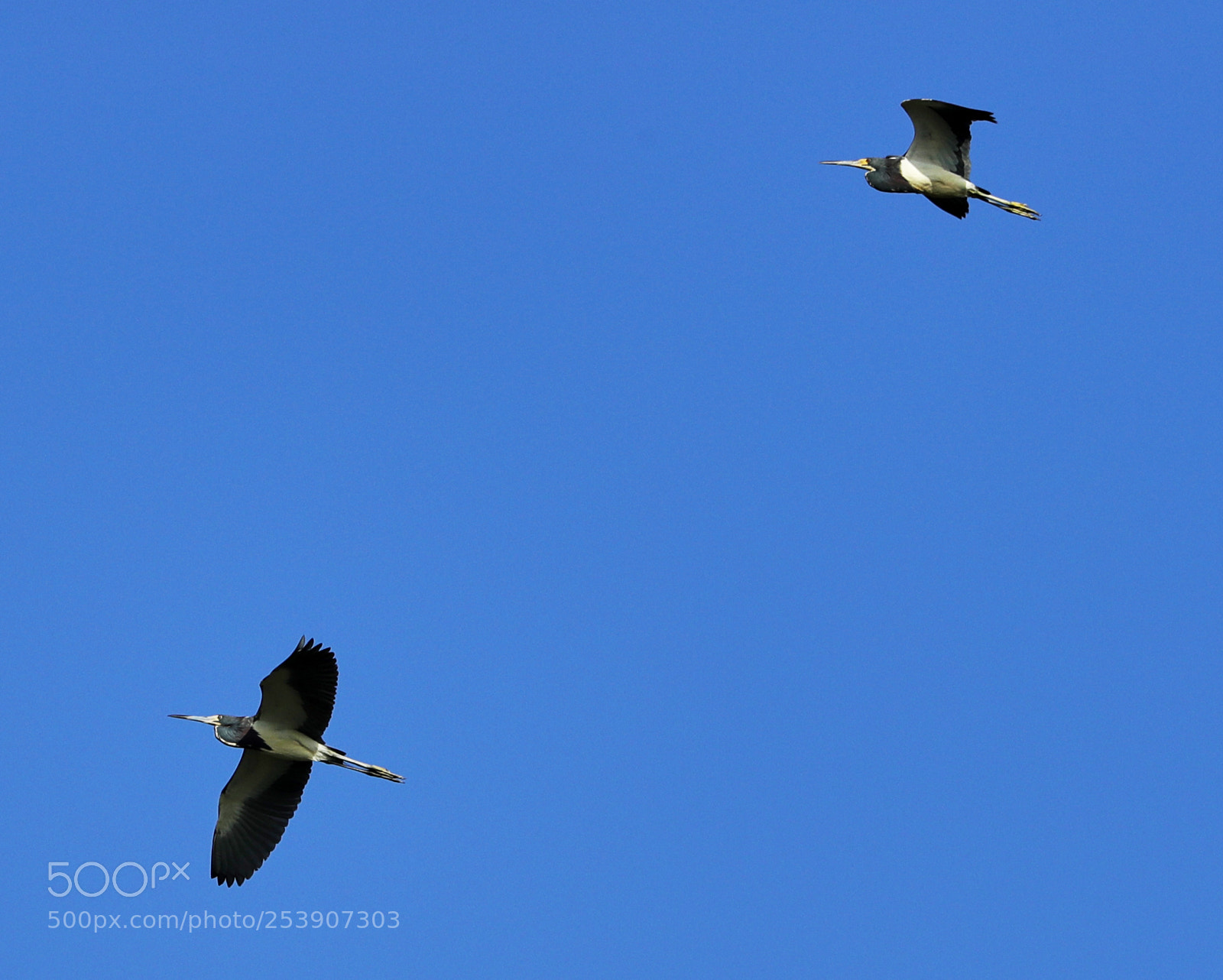 Canon EOS-1D X Mark II sample photo. 04-16-18-0012881.jpg photography