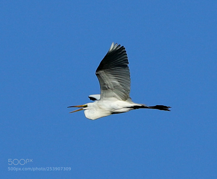 Canon EOS-1D X Mark II sample photo. 04-16-18-0012878.jpg photography