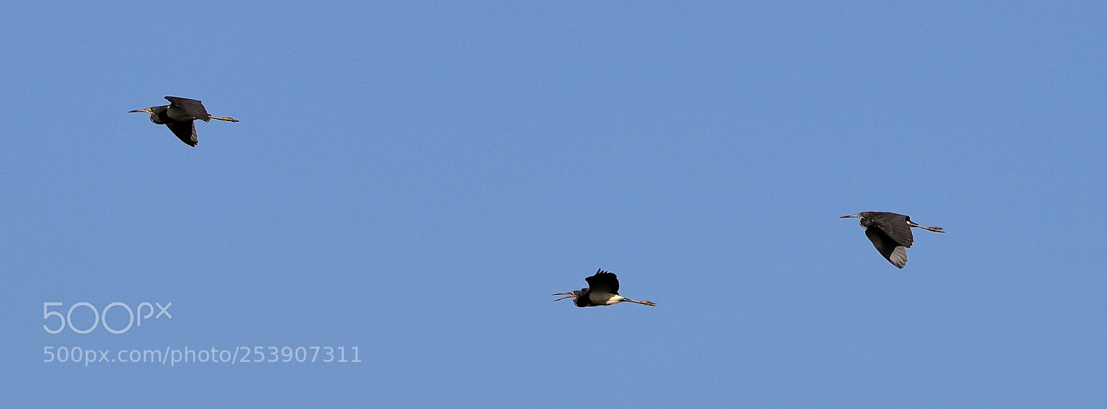 Canon EOS-1D X Mark II sample photo. 04-16-18-0012877.jpg photography