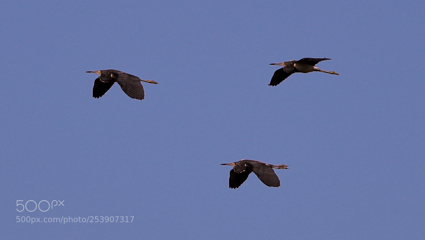 Canon EOS-1D X Mark II sample photo. 04-16-18-0012876 1.jpg photography