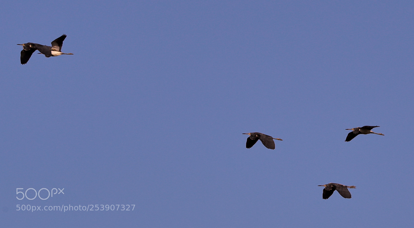Canon EOS-1D X Mark II sample photo. 04-16-18-0012876.jpg photography