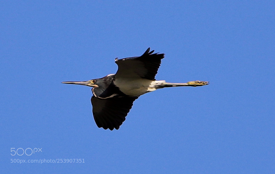 Canon EOS-1D X Mark II sample photo. 04-16-18-0012875.jpg photography
