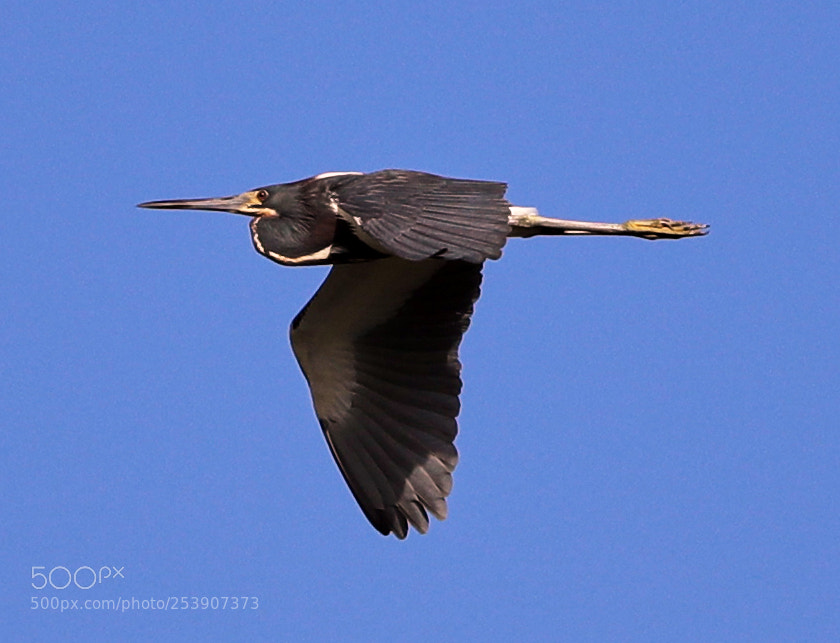 Canon EOS-1D X Mark II sample photo. 04-16-18-0012874.jpg photography