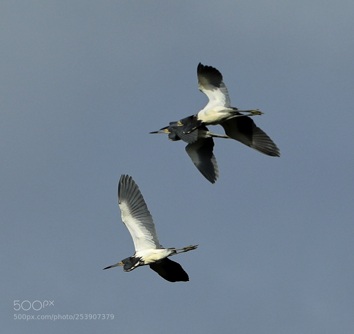 Canon EOS-1D X Mark II sample photo. 04-16-18-0012873 1.jpg photography