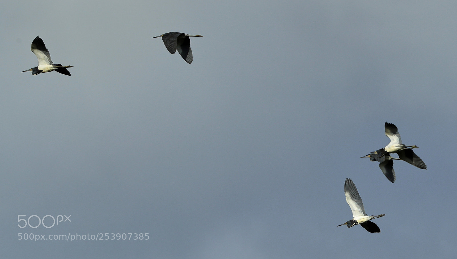 Canon EOS-1D X Mark II sample photo. 04-16-18-0012873.jpg photography