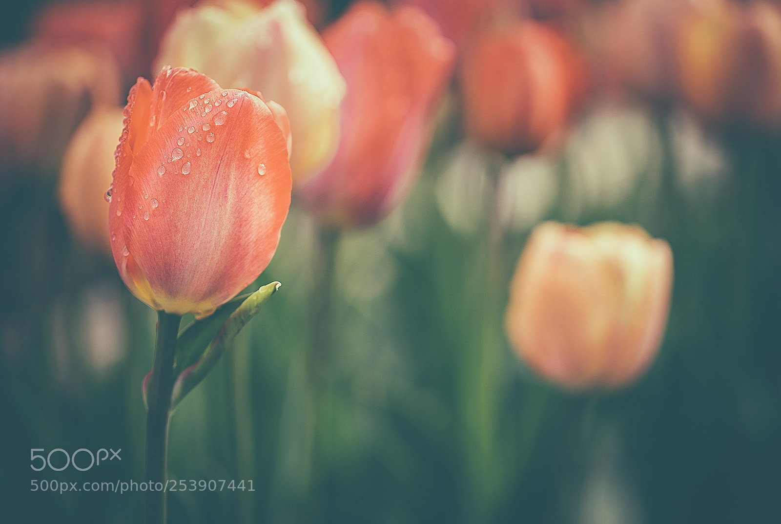 Canon EOS 5D Mark IV sample photo. Token spring tulips photography