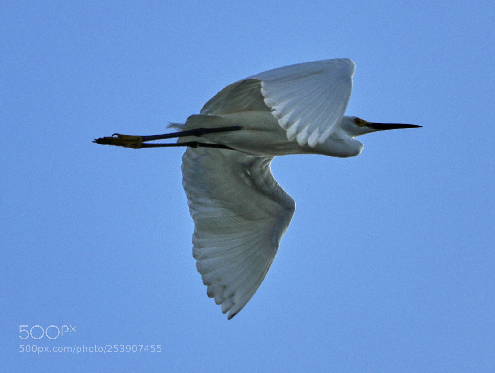 Canon EOS-1D X Mark II sample photo. 04-16-18-0012871.jpg photography