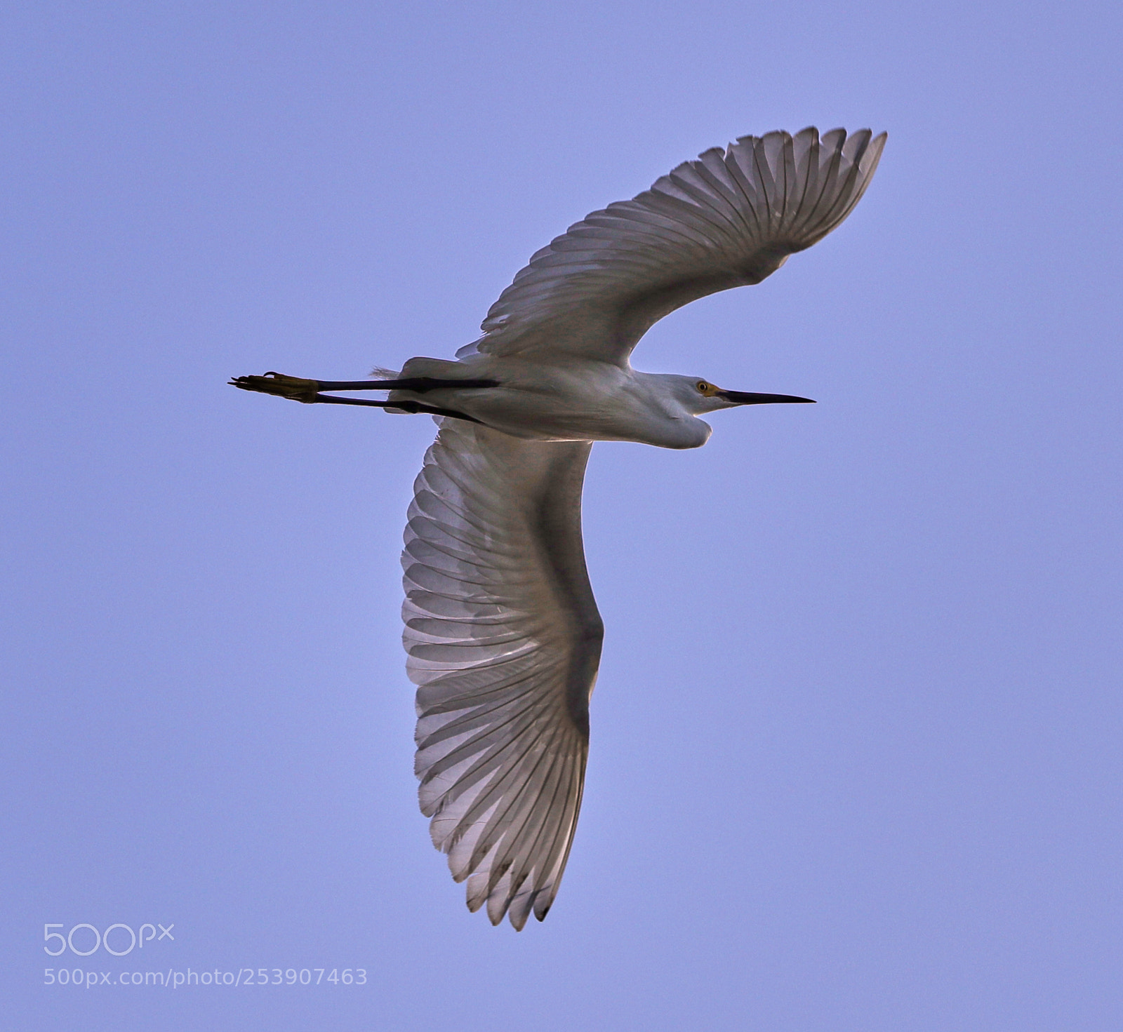 Canon EOS-1D X Mark II sample photo. 04-16-18-0012870.jpg photography