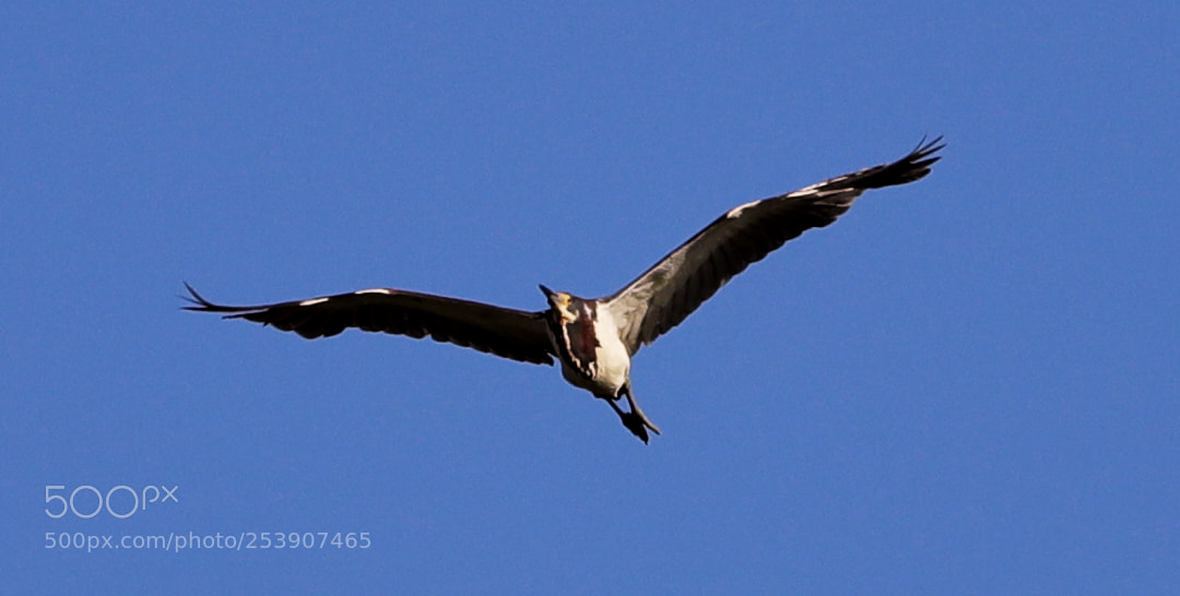 Canon EOS-1D X Mark II sample photo. 04-16-18-0012869.jpg photography