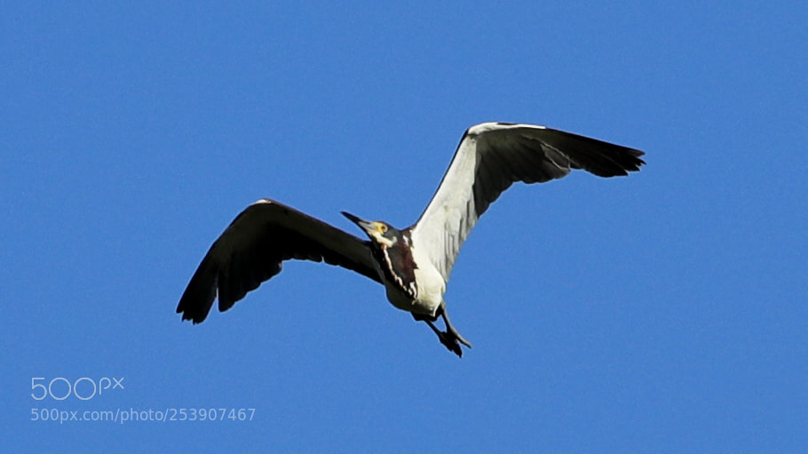 Canon EOS-1D X Mark II sample photo. 04-16-18-0012868.jpg photography