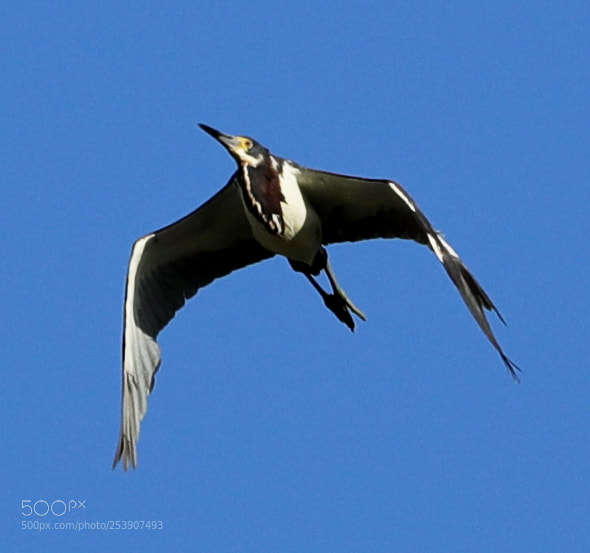 Canon EOS-1D X Mark II sample photo. 04-16-18-0012867.jpg photography