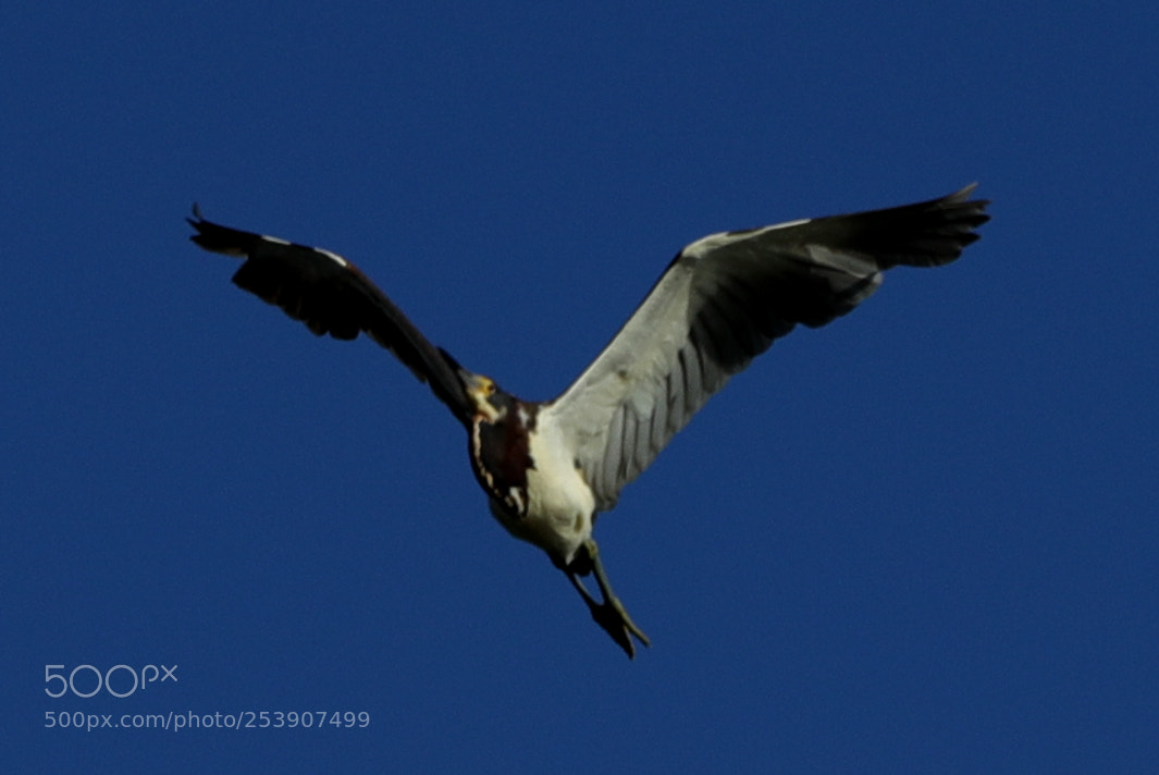 Canon EOS-1D X Mark II sample photo. 04-16-18-0012865.jpg photography