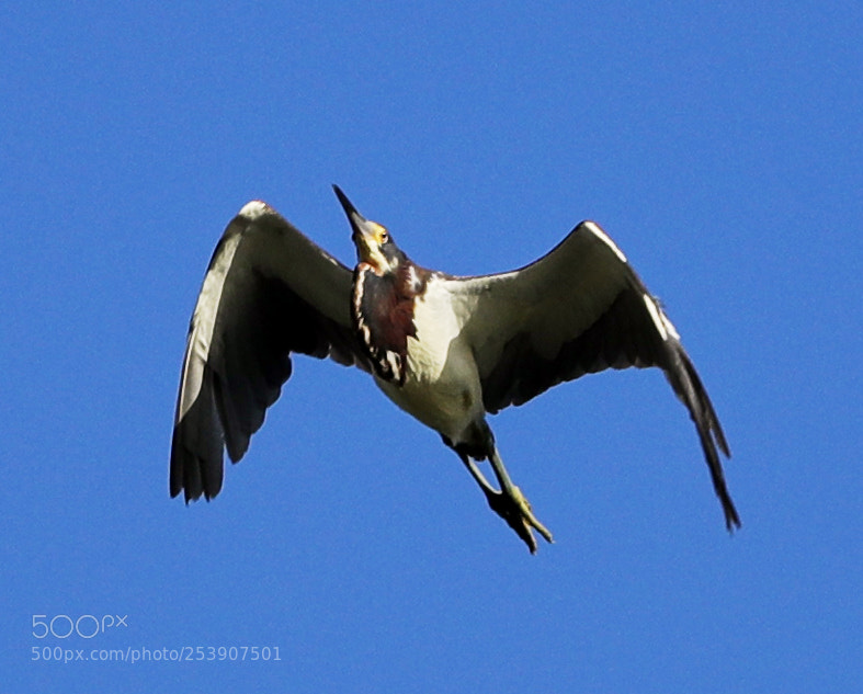 Canon EOS-1D X Mark II sample photo. 04-16-18-0012864.jpg photography