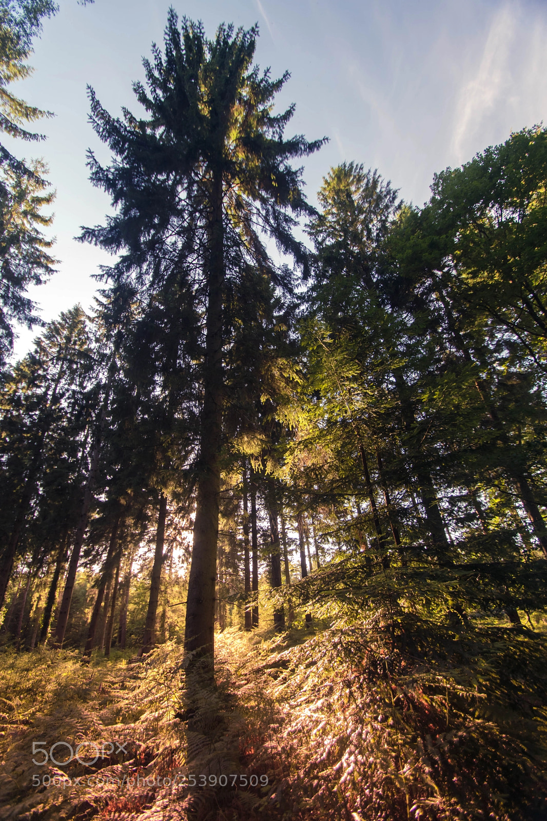Nikon D5300 sample photo. Deep in the woods photography