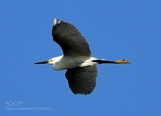 Canon EOS-1D X Mark II sample photo. 04-16-18-0012863.jpg photography