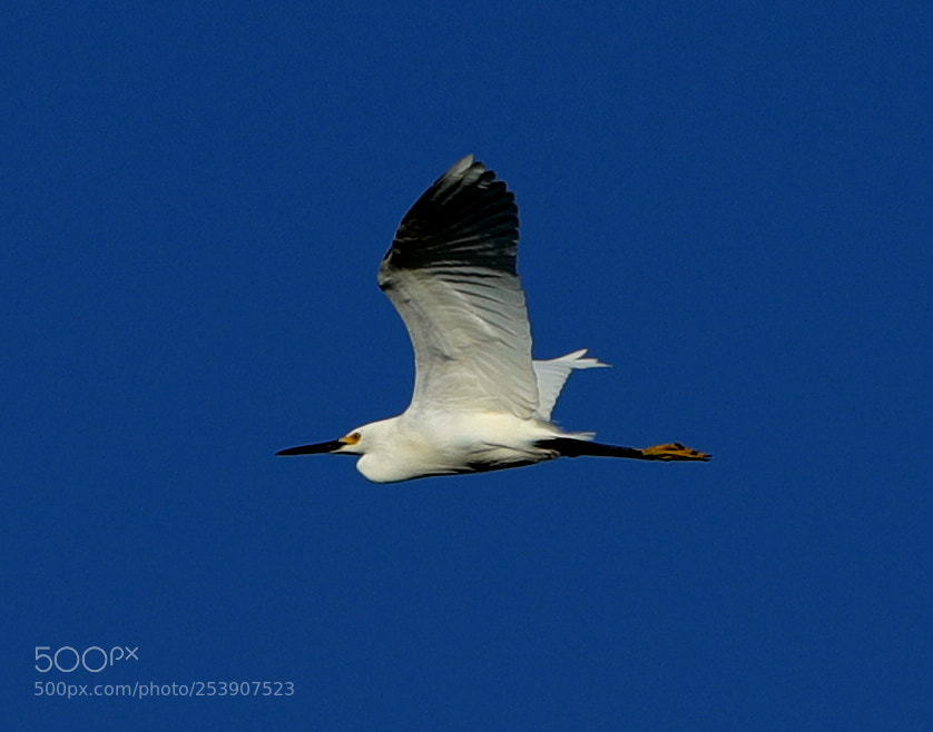 Canon EOS-1D X Mark II sample photo. 04-16-18-0012862.jpg photography