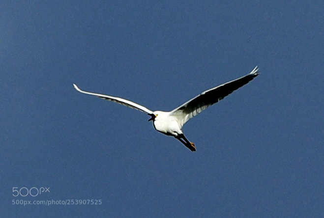Canon EOS-1D X Mark II sample photo. 04-16-18-0012861.jpg photography