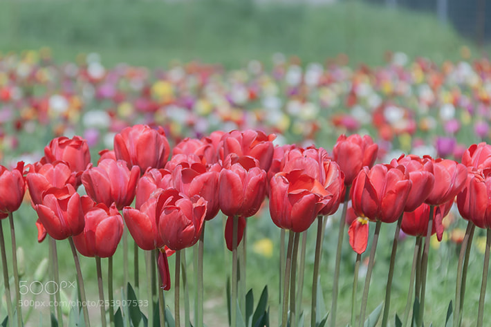 Canon EOS 1000D (EOS Digital Rebel XS / EOS Kiss F) sample photo. Img photography