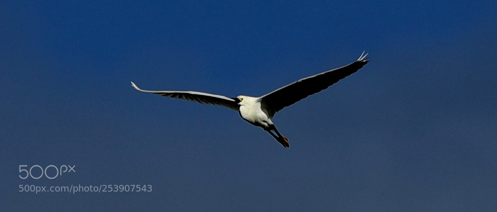 Canon EOS-1D X Mark II sample photo. 04-16-18-0012860.jpg photography