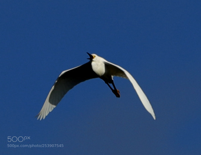 Canon EOS-1D X Mark II sample photo. 04-16-18-0012858.jpg photography