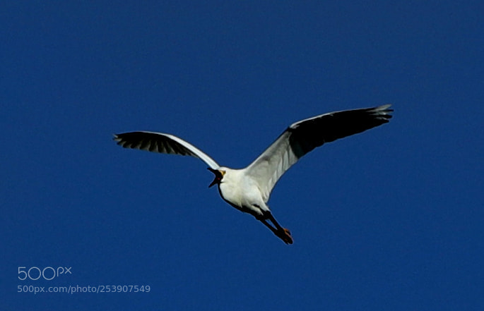 Canon EOS-1D X Mark II sample photo. 04-16-18-0012859.jpg photography