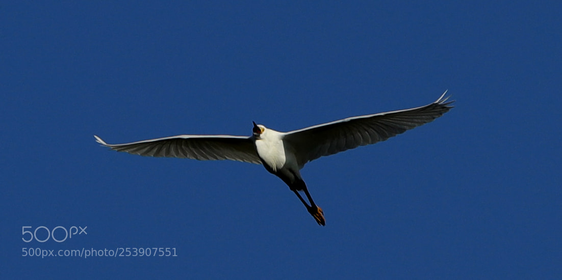 Canon EOS-1D X Mark II sample photo. 04-16-18-0012856.jpg photography