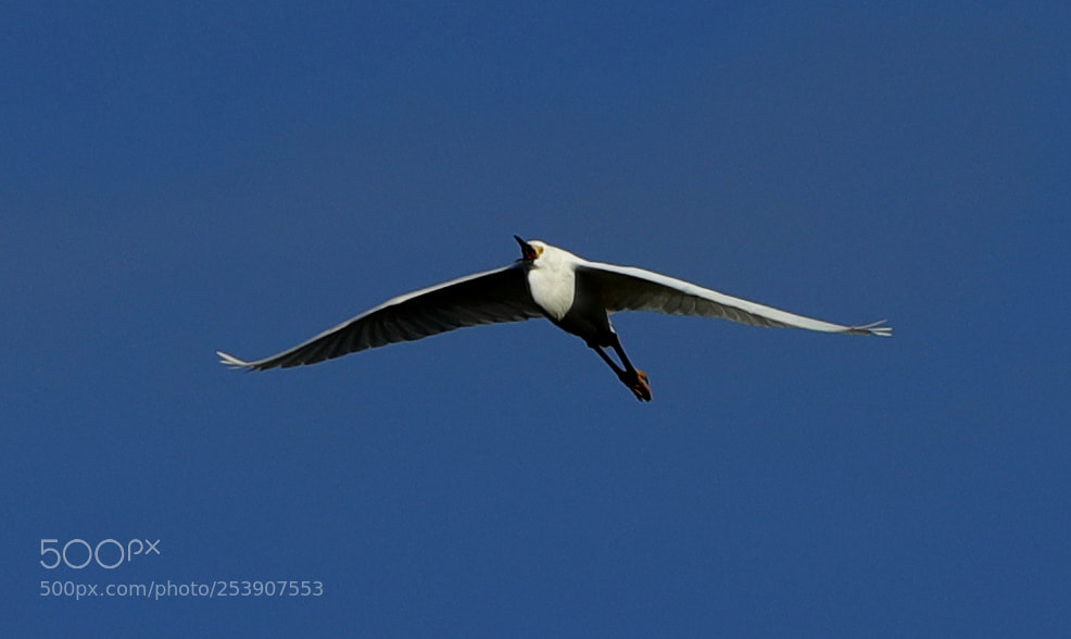 Canon EOS-1D X Mark II sample photo. 04-16-18-0012857.jpg photography