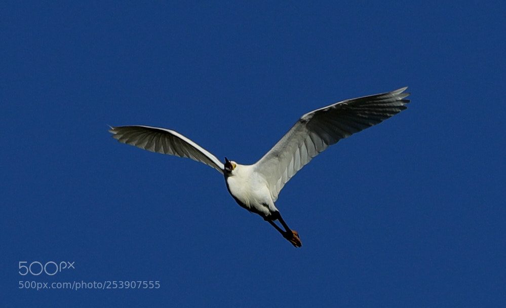 Canon EOS-1D X Mark II sample photo. 04-16-18-0012855.jpg photography