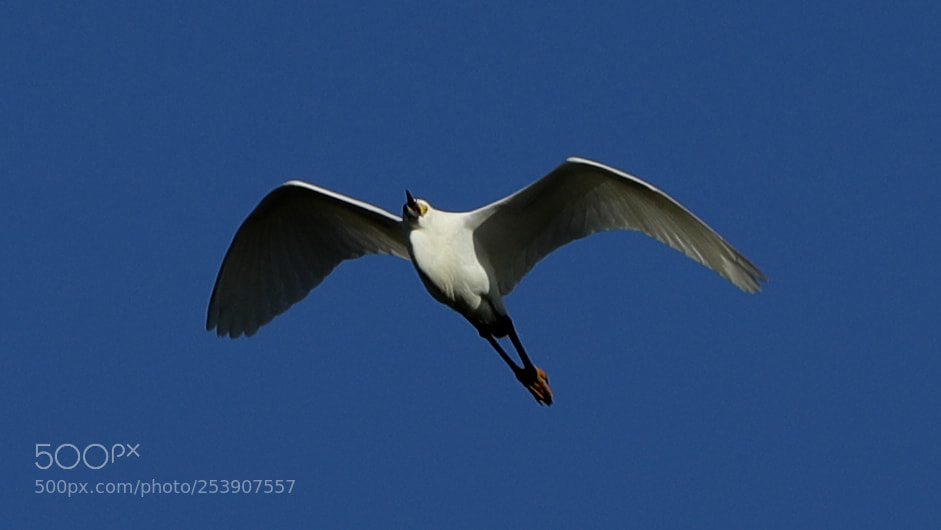 Canon EOS-1D X Mark II sample photo. 04-16-18-0012854.jpg photography