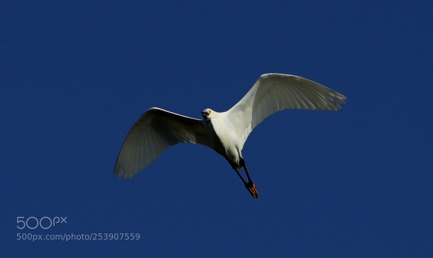 Canon EOS-1D X Mark II sample photo. 04-16-18-0012852.jpg photography
