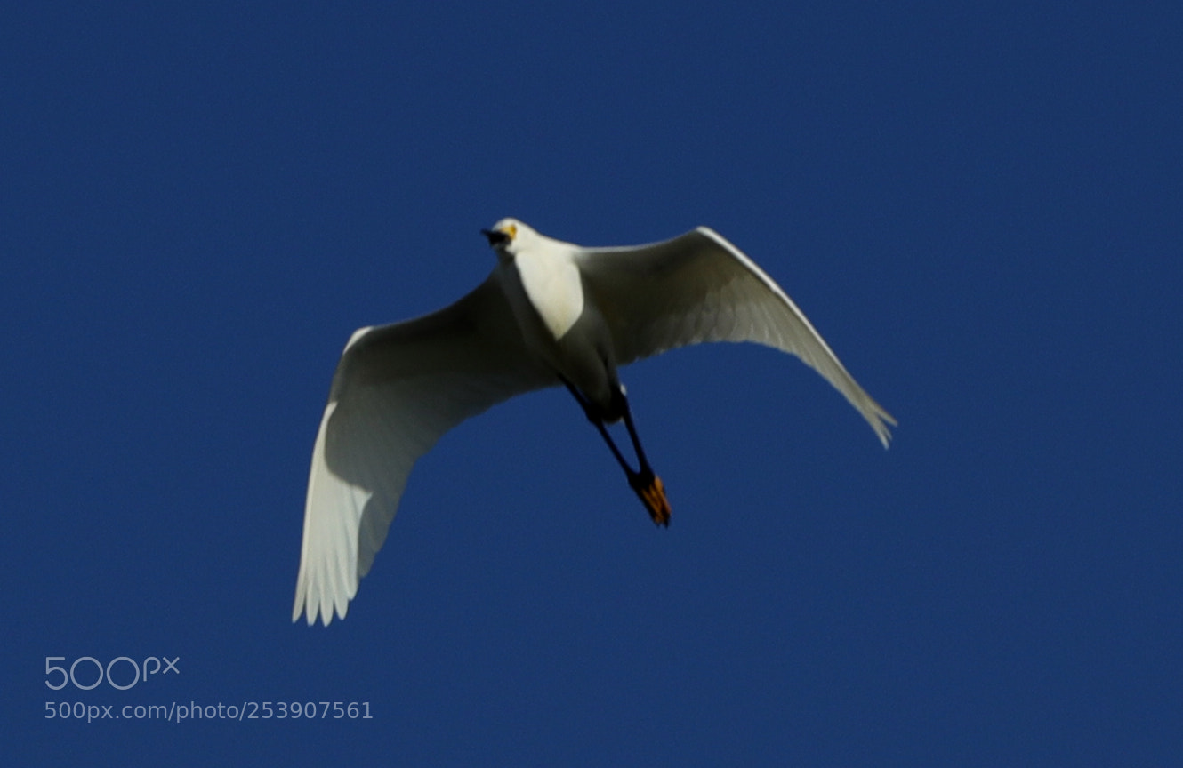 Canon EOS-1D X Mark II sample photo. 04-16-18-0012851.jpg photography