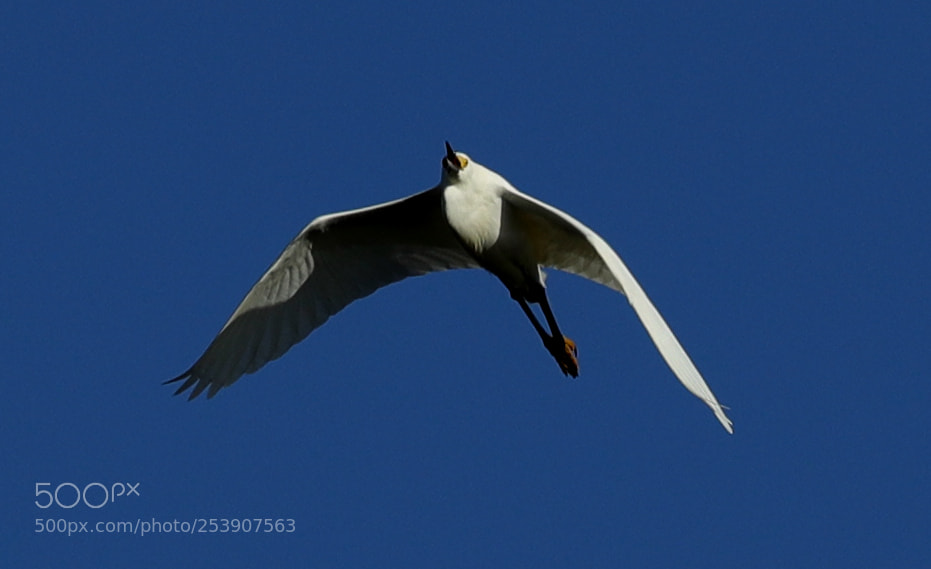 Canon EOS-1D X Mark II sample photo. 04-16-18-0012853.jpg photography