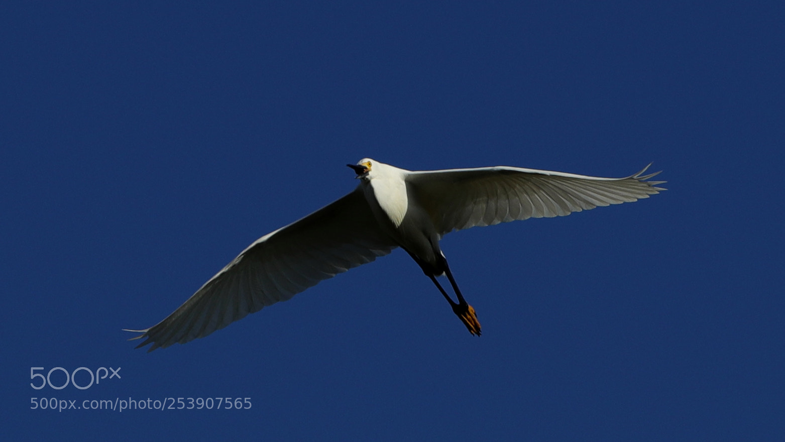 Canon EOS-1D X Mark II sample photo. 04-16-18-0012850.jpg photography