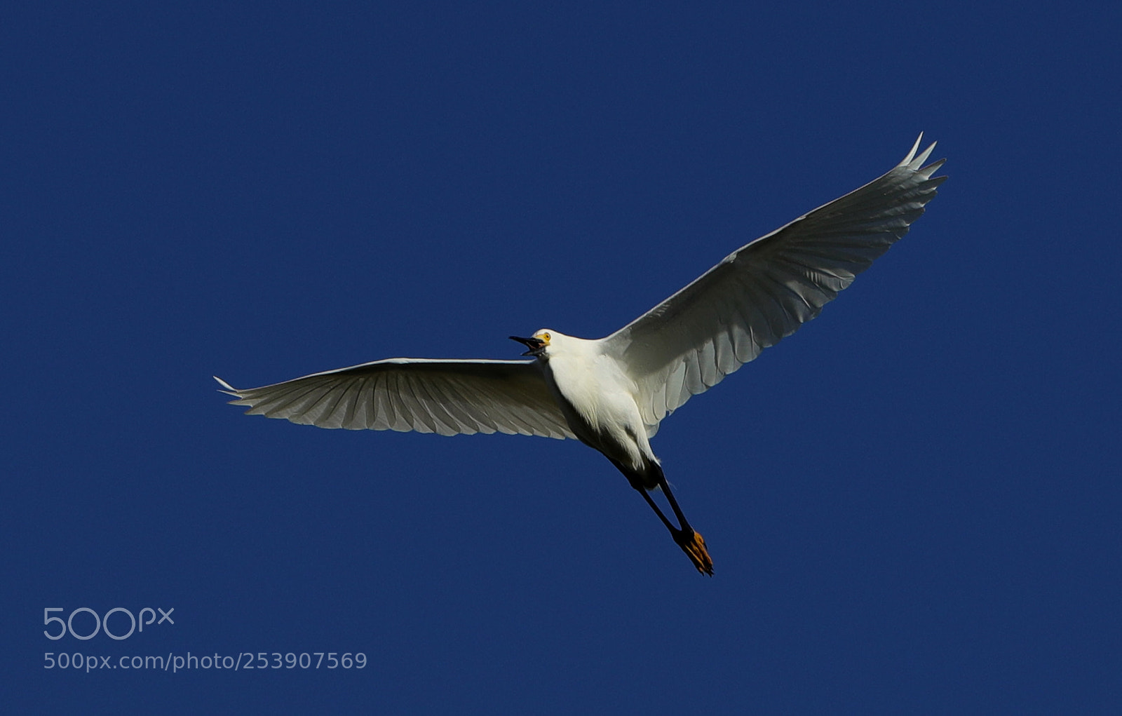 Canon EOS-1D X Mark II sample photo. 04-16-18-0012849.jpg photography