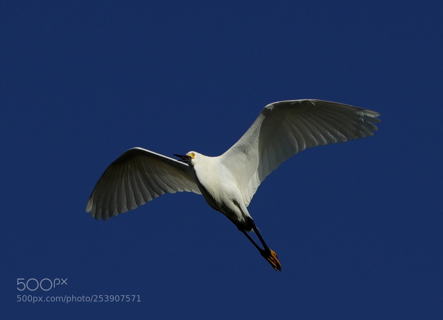 Canon EOS-1D X Mark II sample photo. 04-16-18-0012848.jpg photography