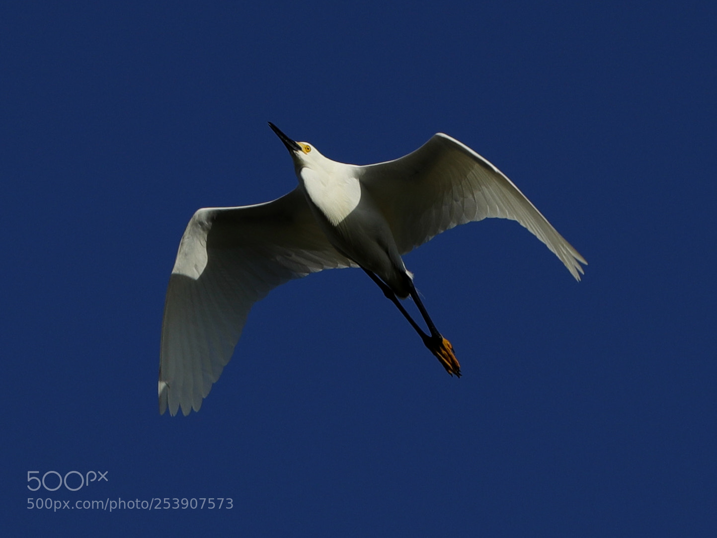 Canon EOS-1D X Mark II sample photo. 04-16-18-0012847.jpg photography