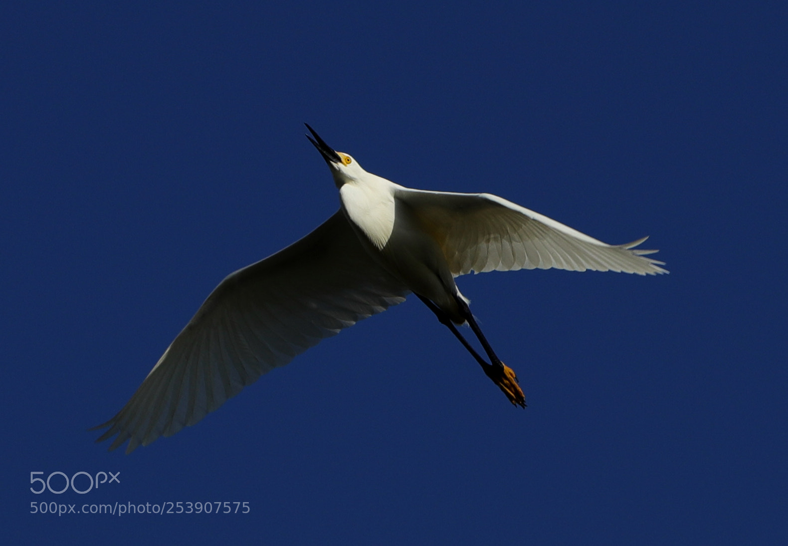 Canon EOS-1D X Mark II sample photo. 04-16-18-0012846.jpg photography