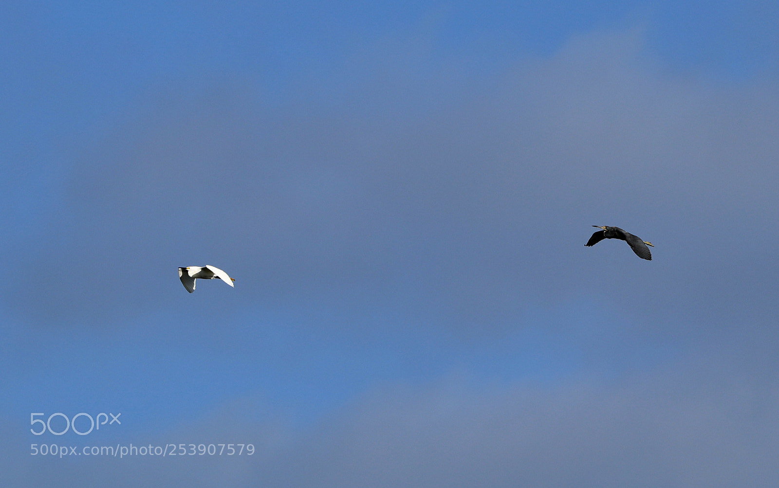 Canon EOS-1D X Mark II sample photo. 04-16-18-0012845.jpg photography